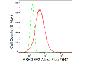 KD-Validated Anti ARHGEF2 Antibody, clone 23GB3675, Rabbit Monoclonal clone 23GB3675, recombinant rabbit monoclonal, expressed in HEK293 cells