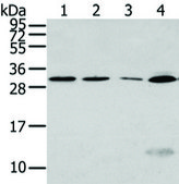 Anti-SIAH1 affinity isolated antibody