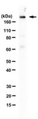 Anti-Cep152 (P7) from rabbit, purified by affinity chromatography