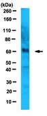 Anti-FANCC Antibody, clone 8F3 clone 8F3, 1 mg/mL, from mouse