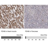 Anti-PDHB antibody produced in rabbit Prestige Antibodies® Powered by Atlas Antibodies, affinity isolated antibody, buffered aqueous glycerol solution