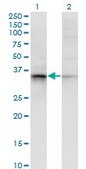 Monoclonal Anti-AKR7A2 antibody produced in mouse clone 2H3, purified immunoglobulin, buffered aqueous solution