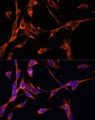 Anti-TLR4 antibody produced in rabbit