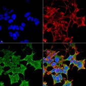Monoclonal Anti-Neuroligin 1 antibody produced in mouse clone S97A-31, purified immunoglobulin