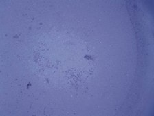 QCM ECMatrix Cell Invasion Assay, 24-well (8 µm), colorimetric The CHEMICON Cell Invasion Assay Kit uses a 24-well plate, with 8 um pores, which provides an efficient system for evaluating the invasion of tumor cells through a basement membrane model.