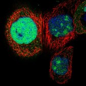 Anti-NSUN5 antibody produced in rabbit Prestige Antibodies® Powered by Atlas Antibodies, affinity isolated antibody, buffered aqueous glycerol solution