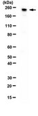 Anti-CDK12 Antibody from rabbit, purified by affinity chromatography