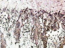Anti-Bone Sialoprotein II Antibody, CT, clone ID1.2 clone ID1.2, Chemicon®, from mouse