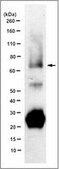 Anti-SOX9 Antibody, clone 10E4.1