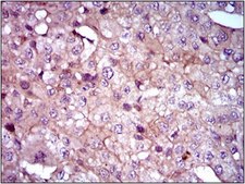 Anti-SHH Antibody, clone 5H4 clone 5H4, from mouse