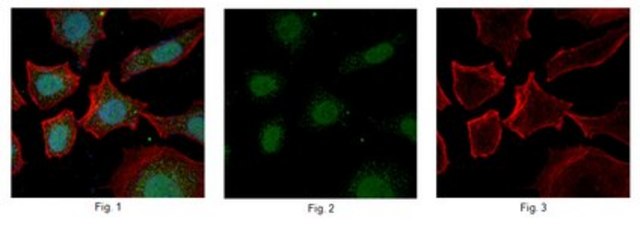 Anti-ZFX Antibody, clone 3E8.1 clone 3E8.1, from mouse