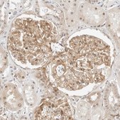 Anti-NEO1 antibody produced in rabbit Prestige Antibodies® Powered by Atlas Antibodies, affinity isolated antibody, buffered aqueous glycerol solution, ab3