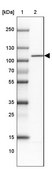 Anti-WBP11 antibody produced in rabbit Prestige Antibodies® Powered by Atlas Antibodies, affinity isolated antibody, buffered aqueous glycerol solution
