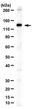 Anti-MCM9 Antibody serum, from rabbit