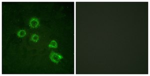 Anti-C-PLA2 antibody produced in rabbit affinity isolated antibody