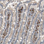 Anti-SUSD2 antibody produced in rabbit Prestige Antibodies® Powered by Atlas Antibodies, affinity isolated antibody, buffered aqueous glycerol solution