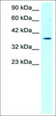 Anti-FOSB antibody produced in rabbit IgG fraction of antiserum