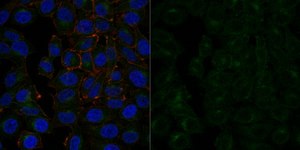 Anti-GLUT-1 Antibody, CT, Alexa Fluor™ 488 Conjugate from rabbit, ALEXA FLUOR™ 488