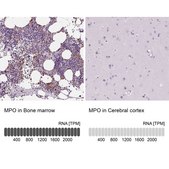 Anti-MPO antibody produced in rabbit Prestige Antibodies® Powered by Atlas Antibodies, affinity isolated antibody, buffered aqueous glycerol solution