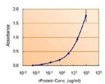 Anti-TSG101, clone 4A10 Antibody