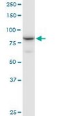 Anti-NCBP1 antibody produced in mouse IgG fraction of antiserum, buffered aqueous solution