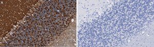 Anti-Synapsin-1 Antibody, clone 1G5 ZooMAb® Rabbit Monoclonal recombinant, expressed in HEK 293 cells