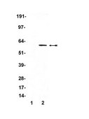 Anti-Myc Tag Antibody, clone 4A6, Alexa Fluor™ 555 conjugate clone 4A6, Upstate®, from mouse