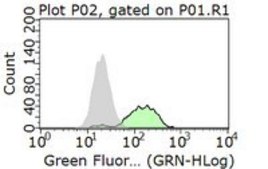 Anti-Bcl-2 Antibody, clone AW604, Alexa Fluor™ 488 Conjugate