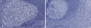 Anti-cleaved PARP-1 Antibody, clone 2G13 Antibody, ZooMAb® Rabbit Monoclonal recombinant, expressed in HEK 293 cells
