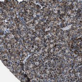 Anti-MDH2 antibody produced in rabbit Prestige Antibodies® Powered by Atlas Antibodies, affinity isolated antibody, buffered aqueous glycerol solution