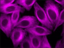 Anti-Goat IgG (H+L), highly cross-adsorbed, CF™ 647 antibody produced in donkey ~2 mg/mL, affinity isolated antibody