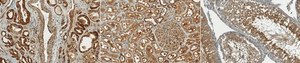 Anti-LDHA from rabbit, purified by affinity chromatography