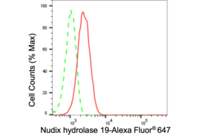Anti Nudix Hydrolase 19 Antibody, clone 24GB150, Rabbit Monoclonal clone 24GB150, recombinant rabbit monoclonal, expressed in HEK293 cells