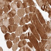 Anti-ARHGEF10L antibody produced in rabbit Prestige Antibodies® Powered by Atlas Antibodies, affinity isolated antibody, buffered aqueous glycerol solution, ab2