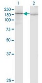 Monoclonal Anti-PDGFRA antibody produced in mouse clone 2D2-1A11, purified immunoglobulin, buffered aqueous solution