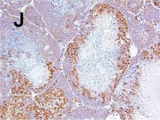 Anti-Microtubule-Associated Protein 2 (MAP2) Antibody Chemicon®, from rabbit