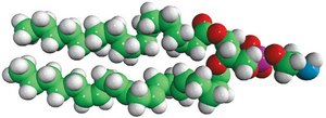 Liver PE Avanti Research™ - A Croda Brand 840026C