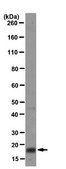 Anti-ID4 Antibody, clone DML07 clone DML07, from mouse