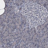 Anti-MURC antibody produced in rabbit Prestige Antibodies® Powered by Atlas Antibodies, affinity isolated antibody, buffered aqueous glycerol solution, Ab2