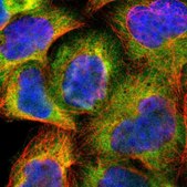 Anti-CDC37 antibody produced in rabbit Prestige Antibodies® Powered by Atlas Antibodies, affinity isolated antibody, buffered aqueous glycerol solution