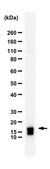 Anti-Glutaredoxin-2 (Grx2) from rabbit, purified by affinity chromatography