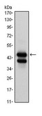 Anti-GATA1 Antibody, clone 4F5 ascites fluid, clone 4F5, from mouse
