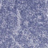 Anti-DAO antibody produced in rabbit Prestige Antibodies® Powered by Atlas Antibodies, affinity isolated antibody, buffered aqueous glycerol solution