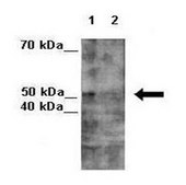 Anti-NXF1 antibody produced in rabbit IgG fraction of antiserum