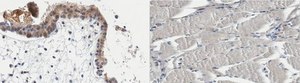 Anti-PEPCK from rabbit, purified by affinity chromatography