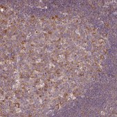 Anti-RPL28 antibody produced in rabbit Prestige Antibodies® Powered by Atlas Antibodies, affinity isolated antibody, buffered aqueous glycerol solution