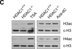 Anticorps anti-acétyl-histone&nbsp;H4 1 mg/mL, Upstate®