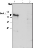 Anti-DVL1 antibody produced in rabbit ~1.5 mg/mL, affinity isolated antibody, buffered aqueous solution, antigen mol wt ~85 kDa