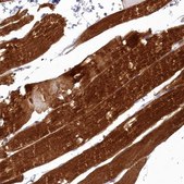 Anti-COX20 antibody produced in rabbit Prestige Antibodies® Powered by Atlas Antibodies, affinity isolated antibody, buffered aqueous glycerol solution