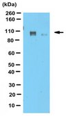 Anti-DISC1 Antibody from rabbit, purified by affinity chromatography